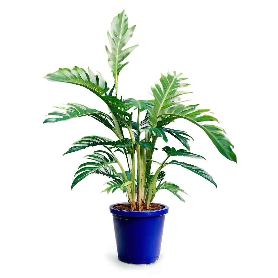 Tall Plant Outline Png Qbg