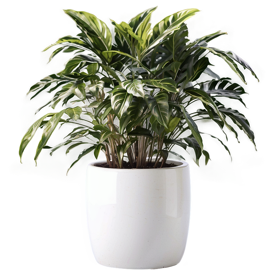 Tall Potted Plants For Privacy Png 89