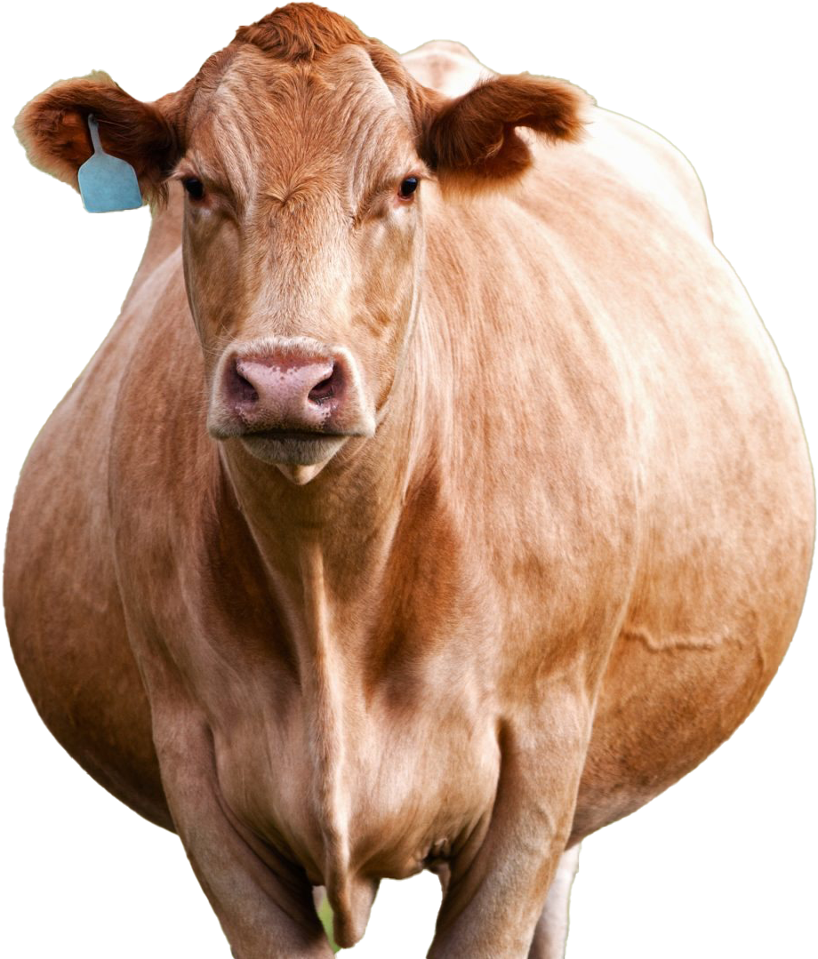 Tan Cow Portrait