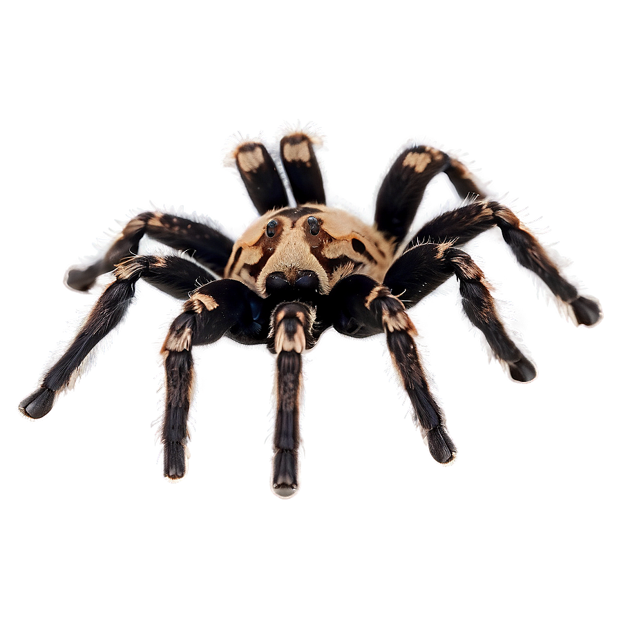 Tarantula In Captivity Png Lxf