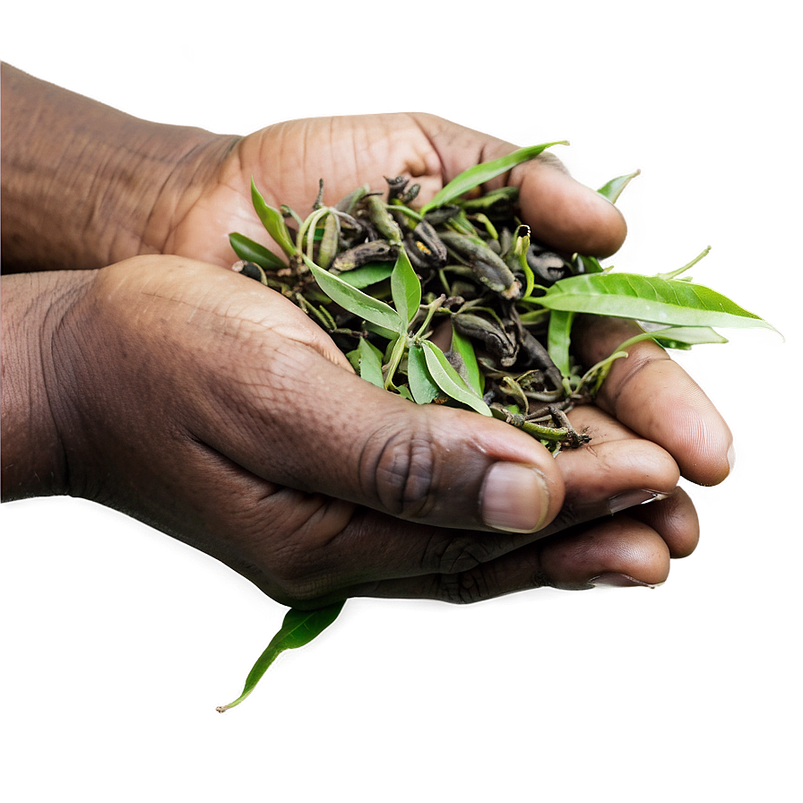 Tea Harvesting Hands Png 05242024