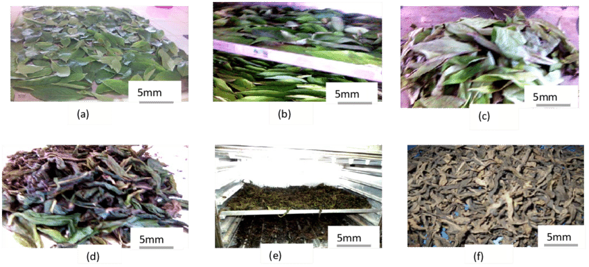 Tea Leaves Processing Stages