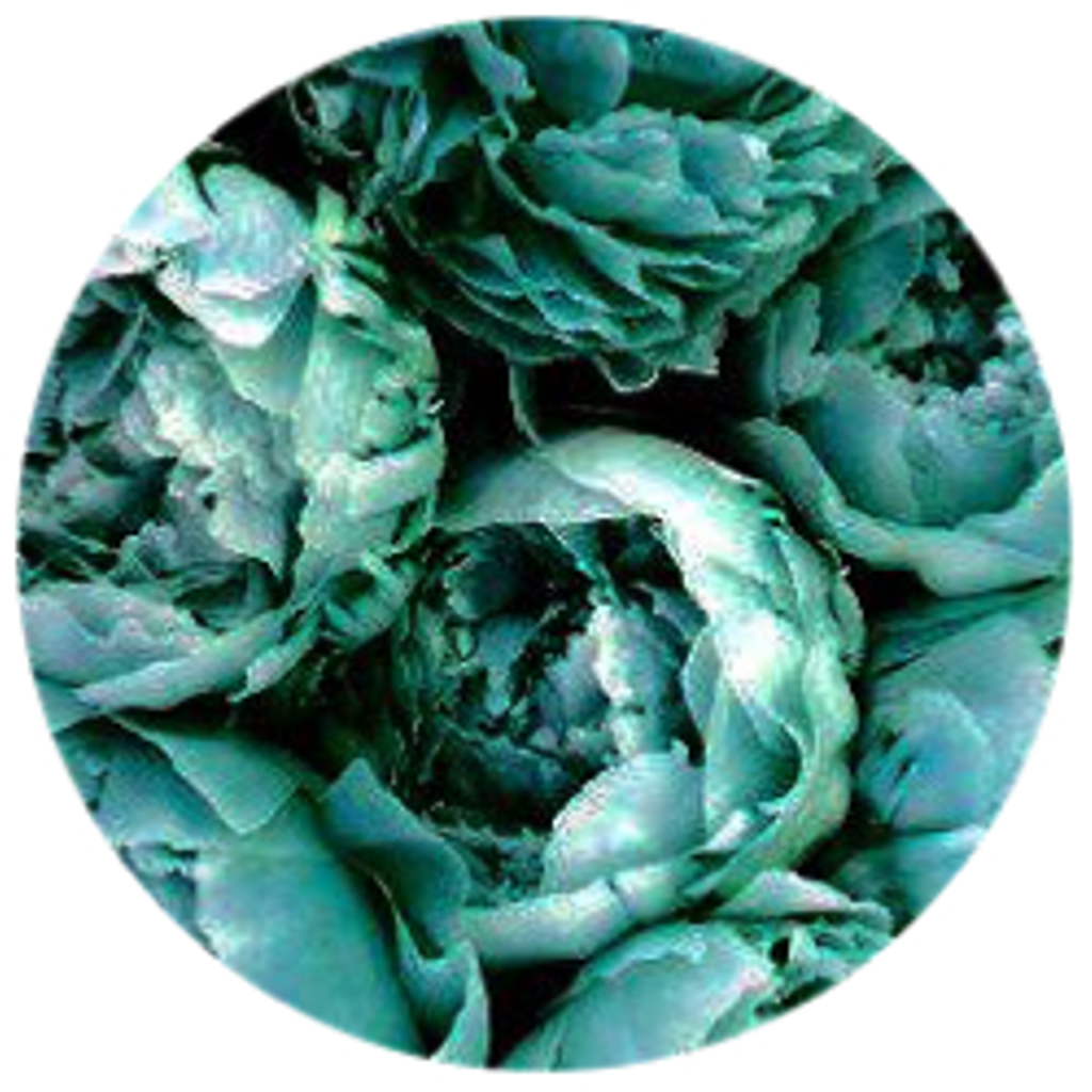 Teal Rose Circle Abstract