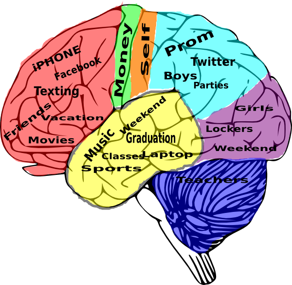 Teenage Brain Concepts Illustration