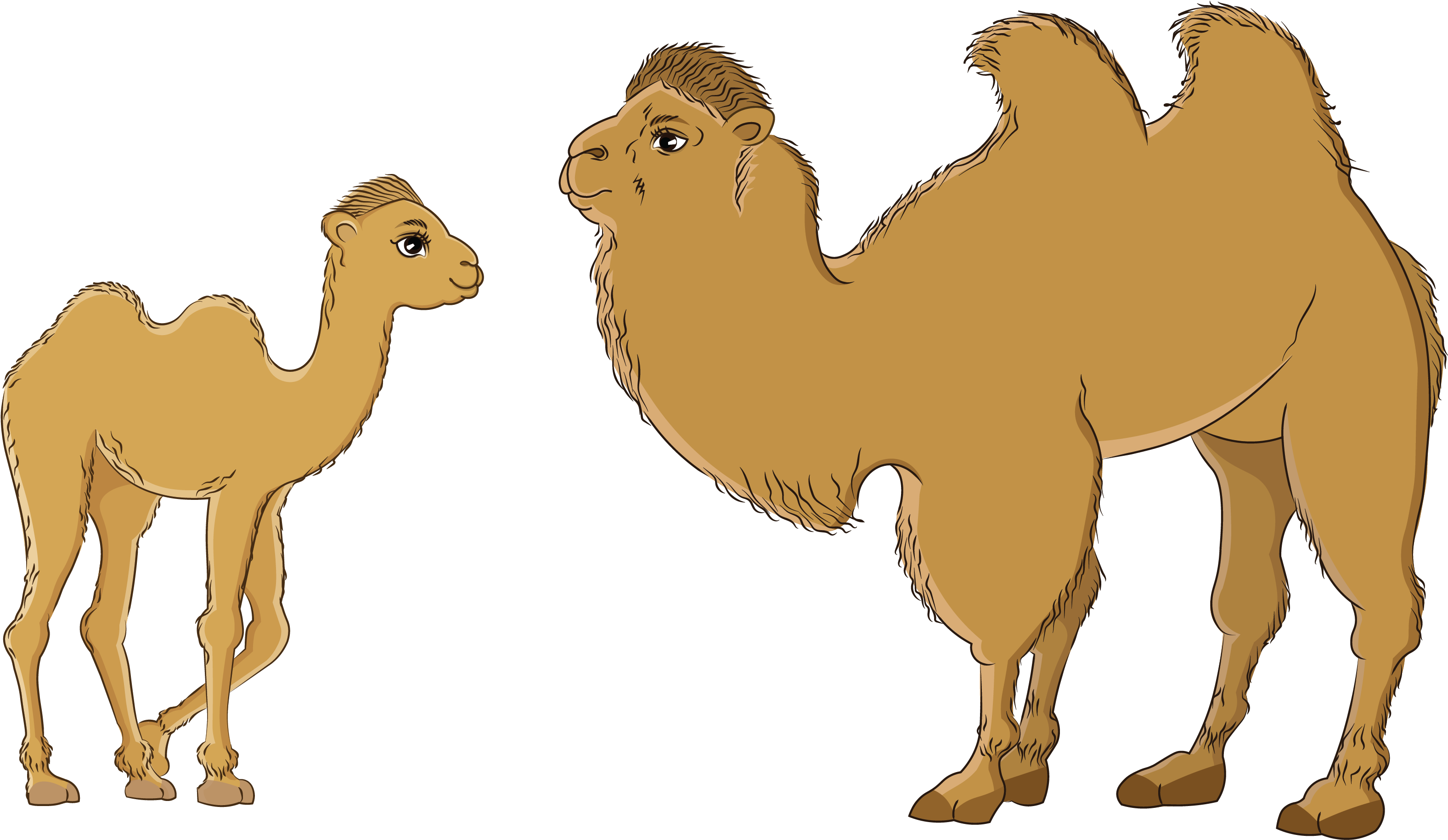 Temee - Arabian Camel, HD Png Download PNG with transparent background