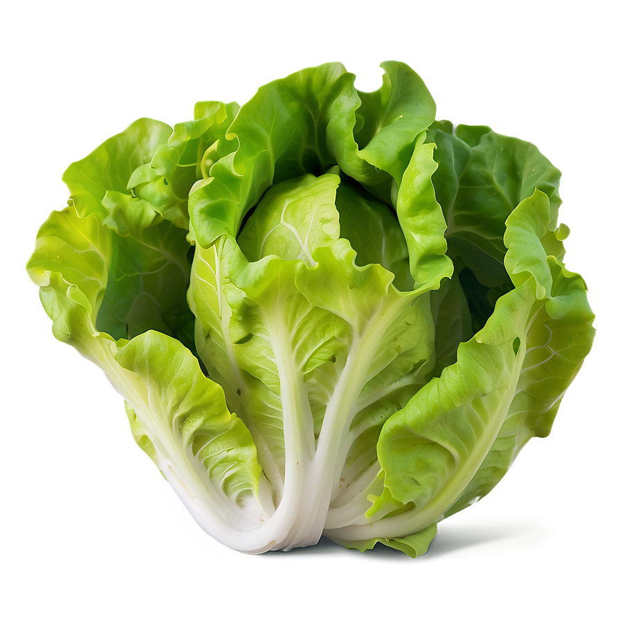 Tender Lettuce Png 28