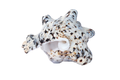 Textured Marine Shellon Black Background PNG with transparent background
