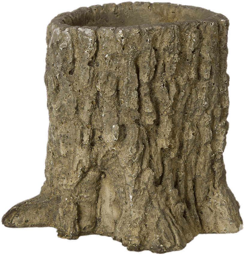 Textured Tree Trunk Section