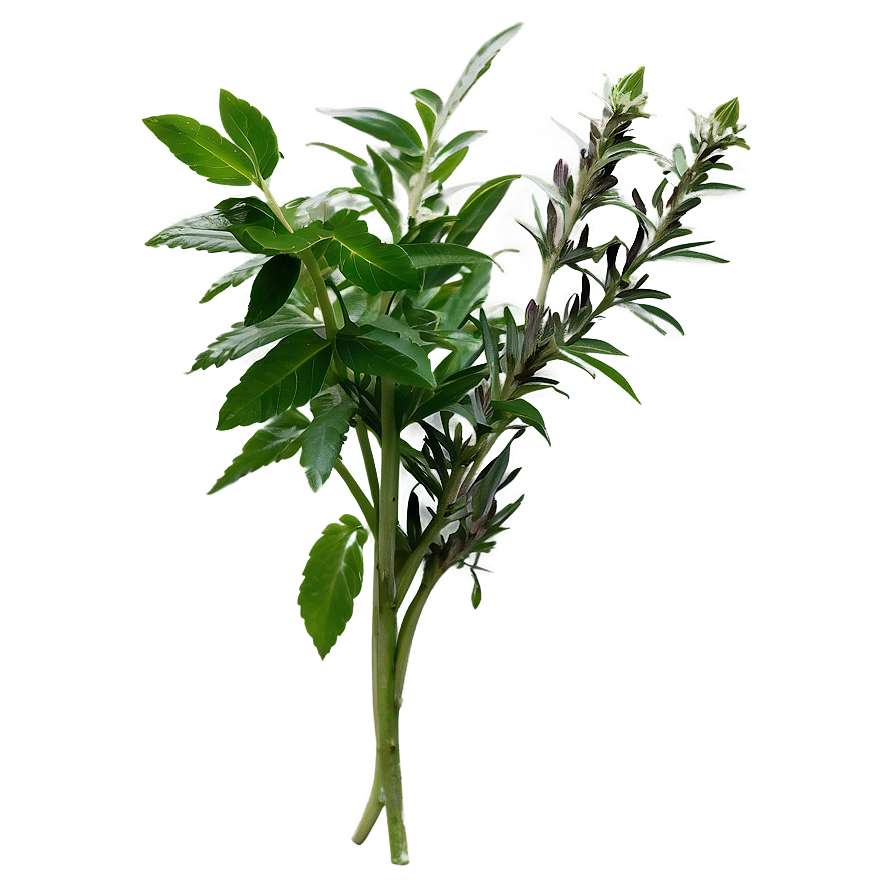 Therapeutic Herb Png 06272024