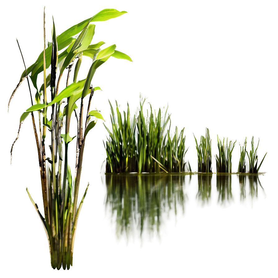 Thick Swamp Grass Png 1