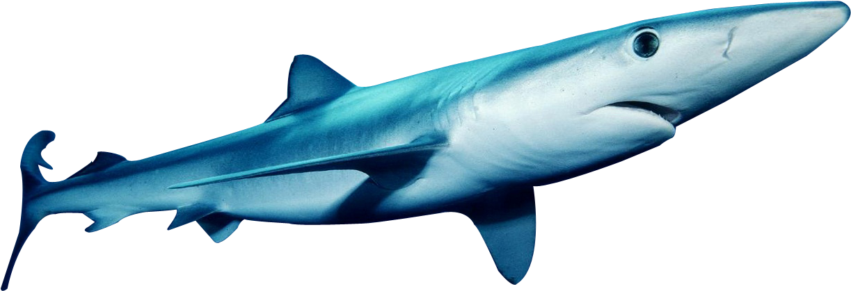 This Png Image - Blue Shark Transparent PNG with transparent background