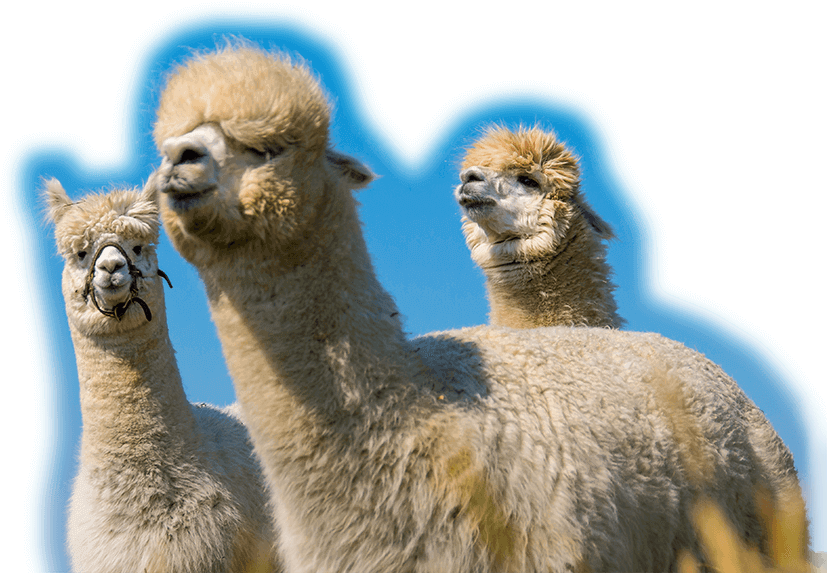 Three Alpacas Blue Sky Background