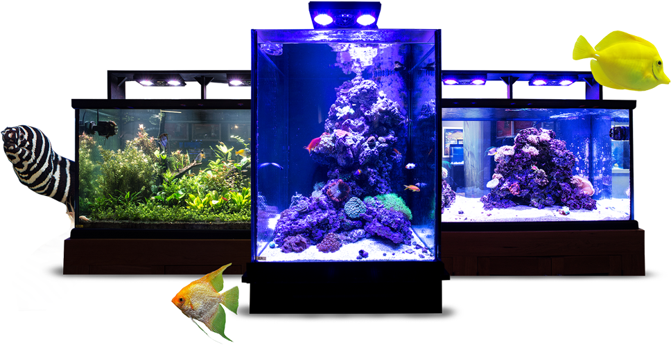 Image Module - Aquarium Lighting, HD Png Download PNG with transparent background