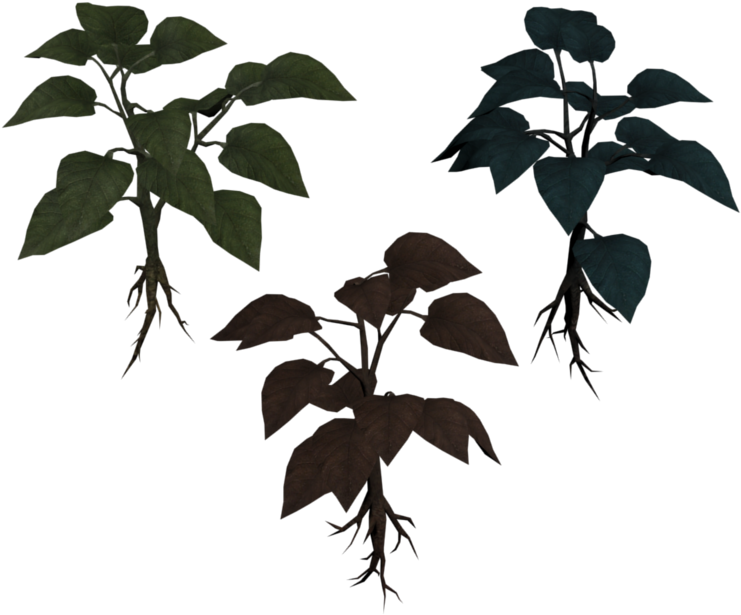 Three Basil Varieties Illustration