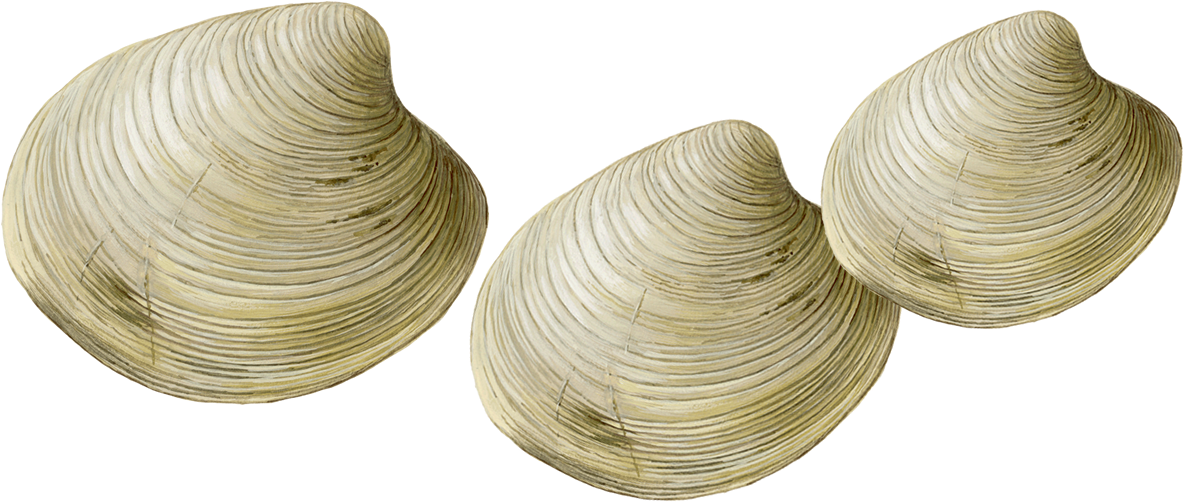 Transparent Clams Png - Clams Transparent, Png Download PNG with transparent background