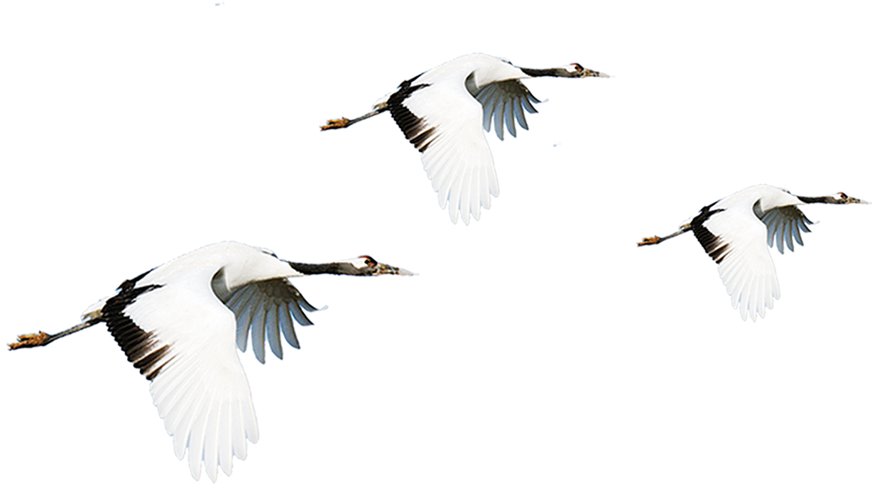 Three Cranes In Flight