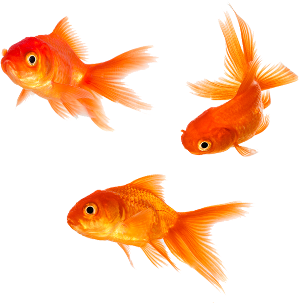 Three Goldfish Swimming