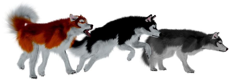 Three Huskies Side View