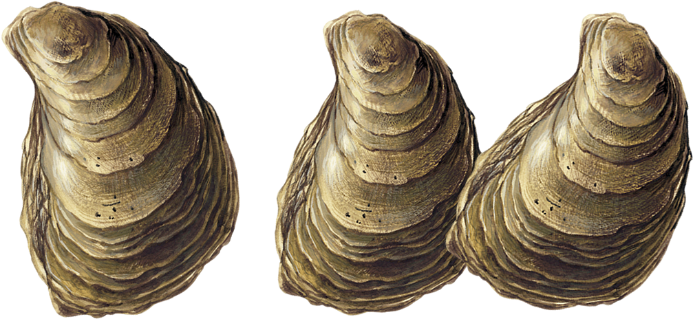 Three Oysters Isolatedon Transparent Background