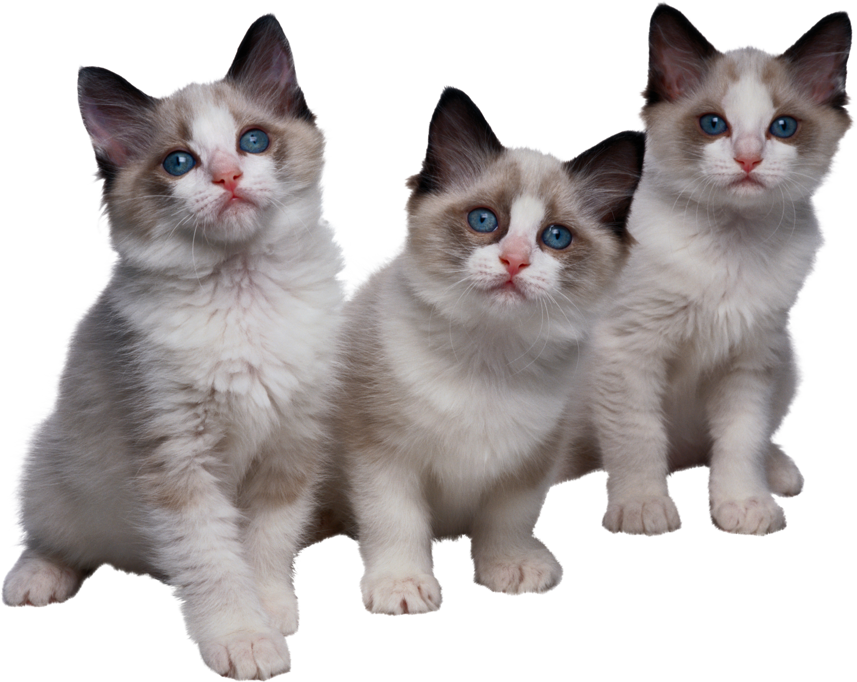 Three Ragdoll Kittens Together