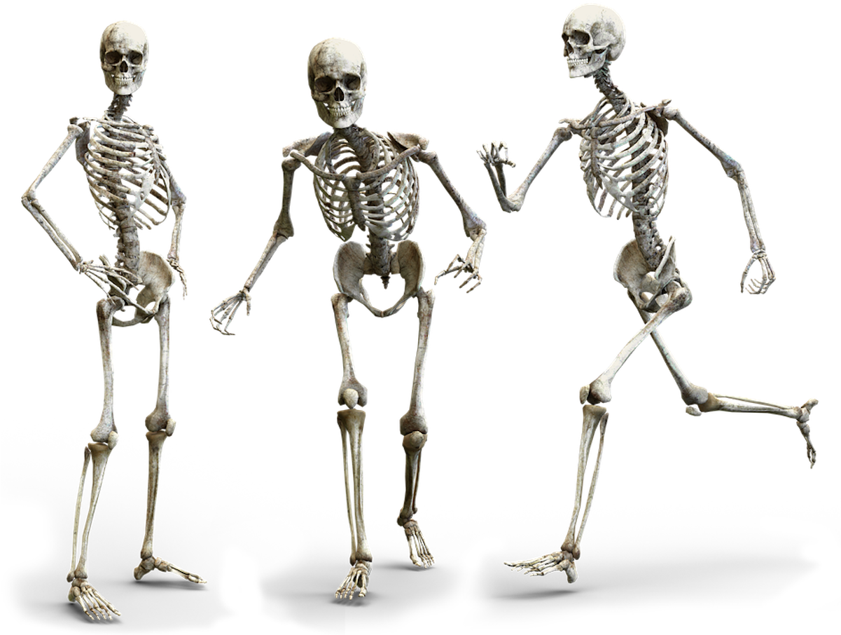 Three Skeletons Posing PNG with transparent background