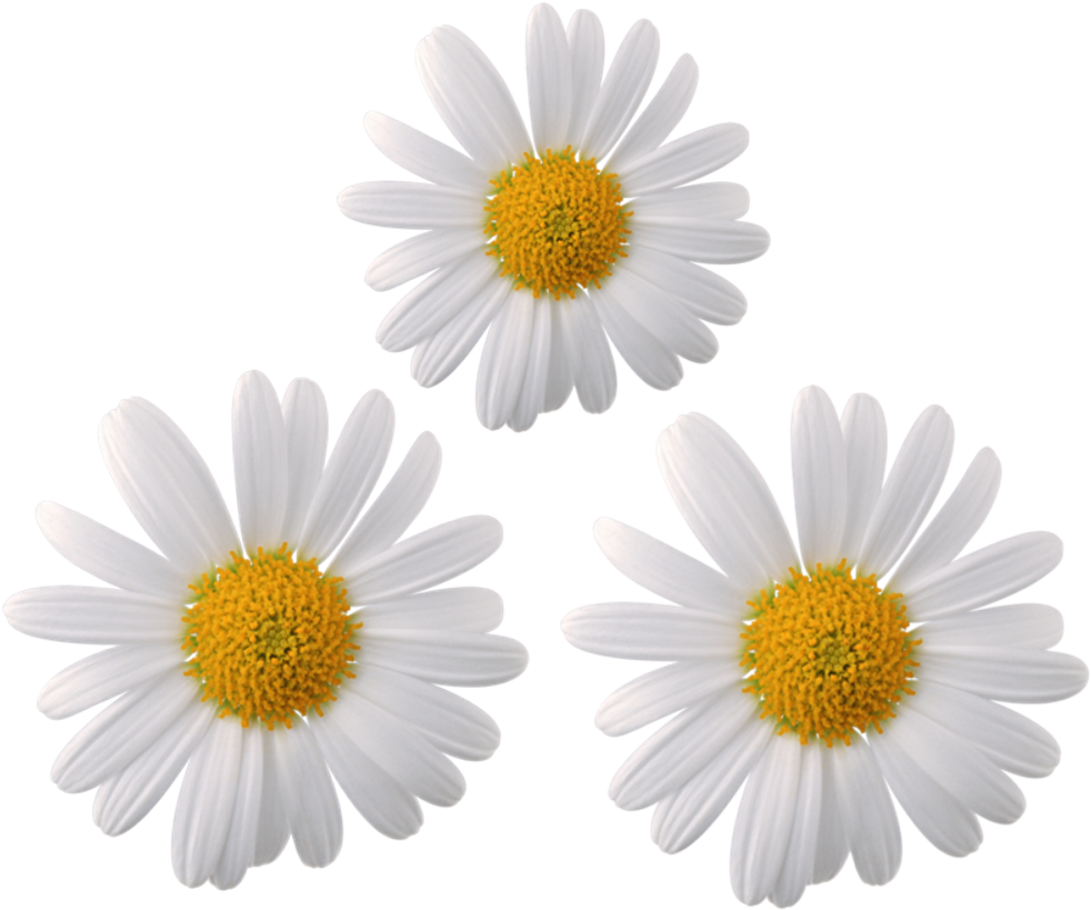 #daisy #flower #flowers #moodboard #galaxy #whiterose - Transparent Daisy Flower Png, Png Download PNG with transparent background