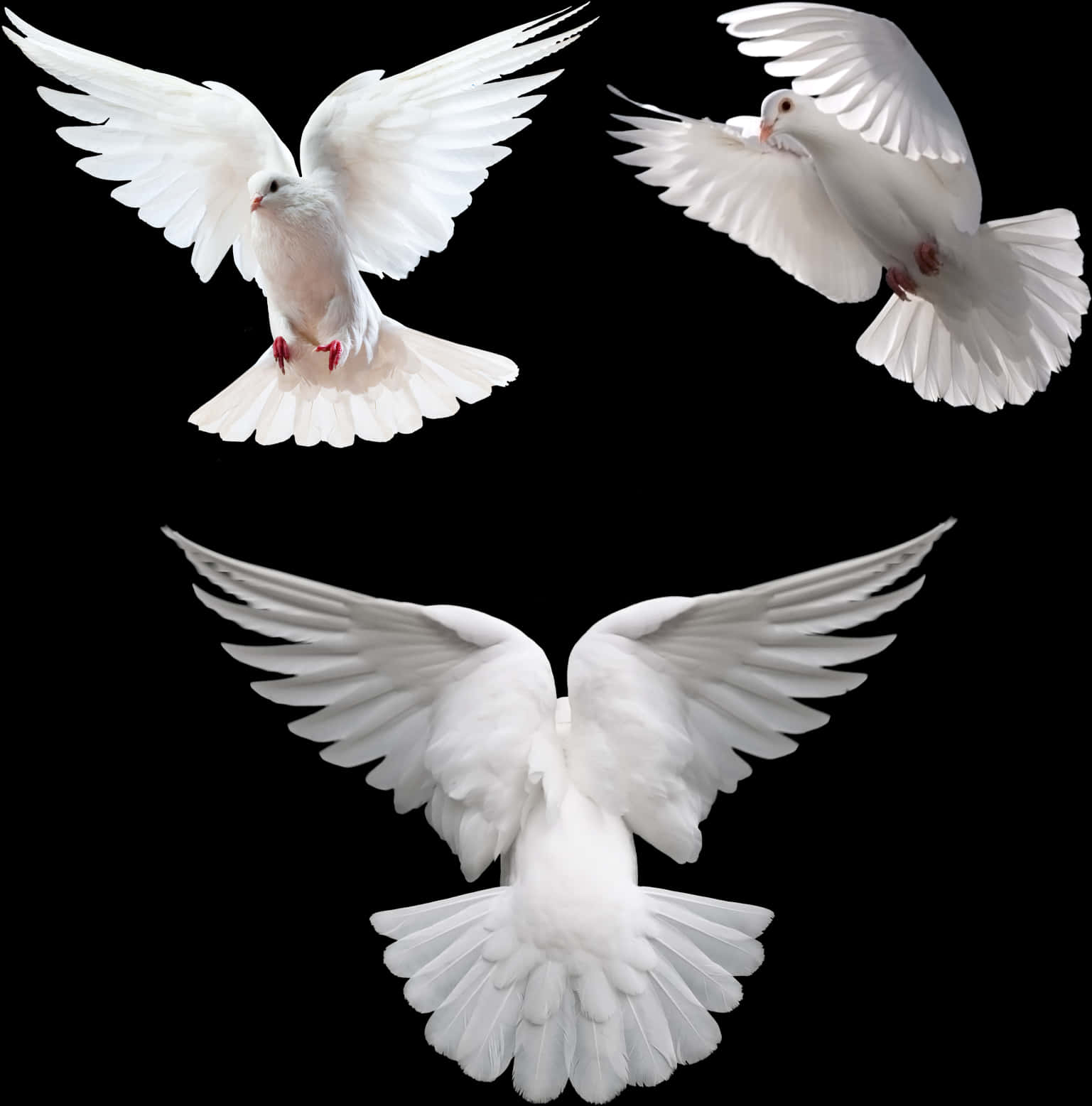 Three White Doves In Flight PNG with transparent background