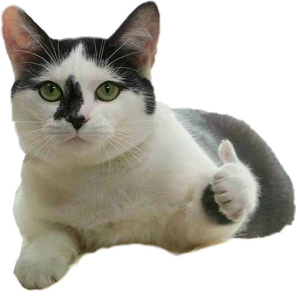 Thumbs Up Cat Meme