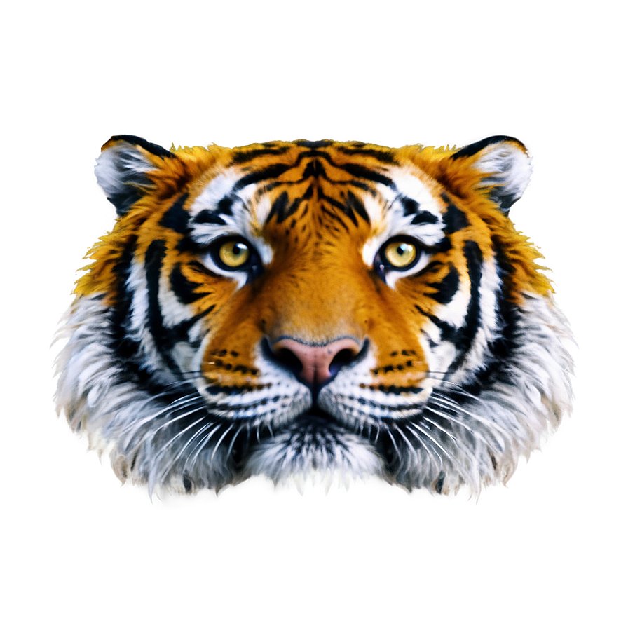 Tiger Face Close-up Png Wlo87