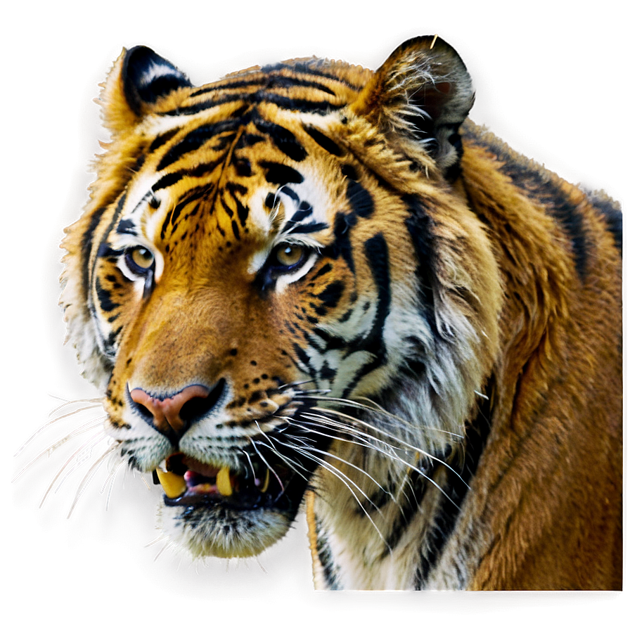 Tiger Face Roar Png Jiu22