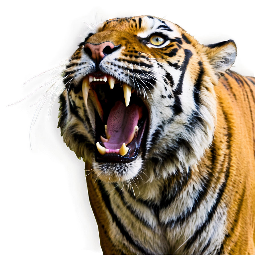 Tiger Face With Open Mouth Png 06252024