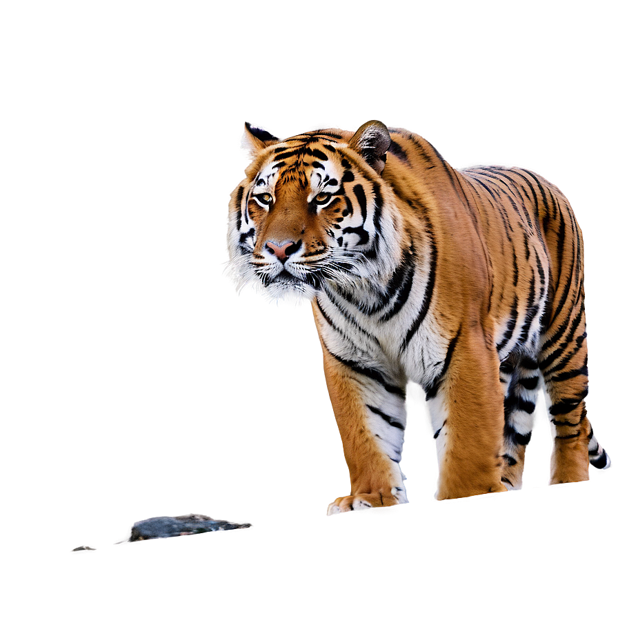 Tiger In Habitat Png Uld75