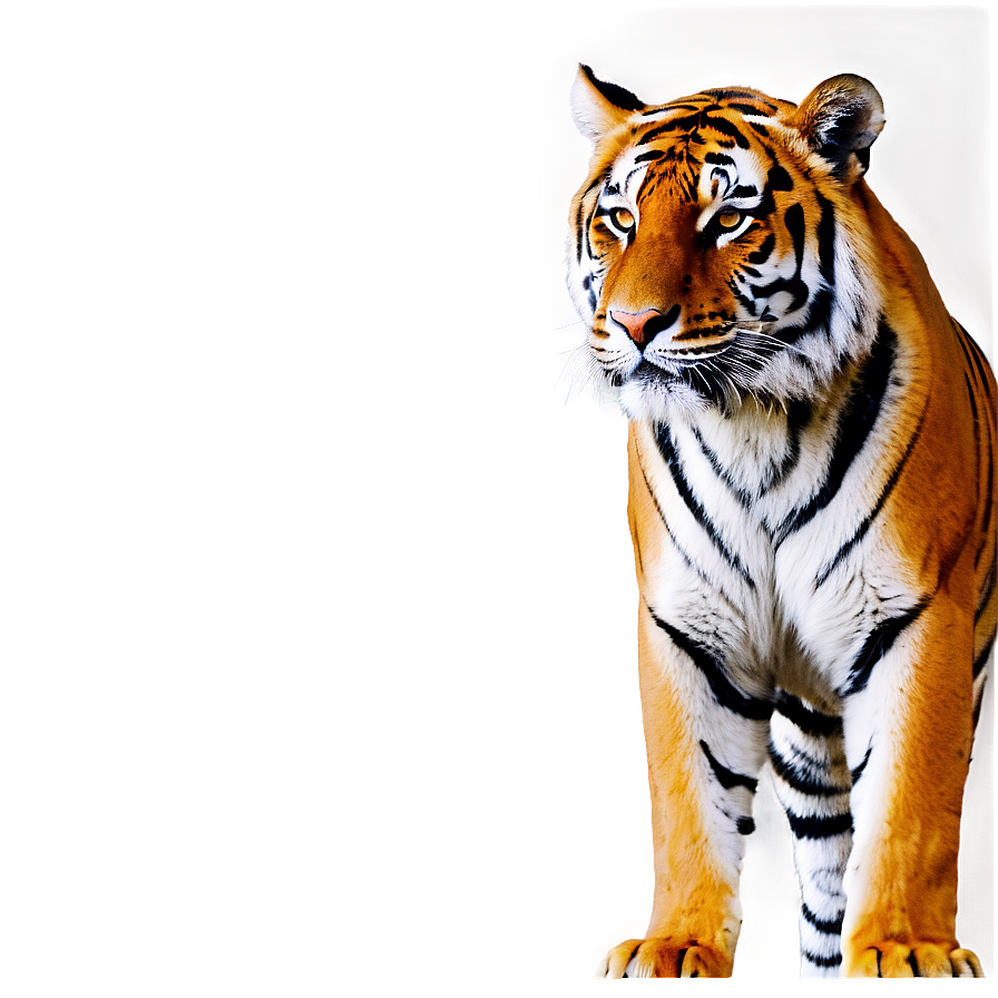 Tiger In Night Png Aew14