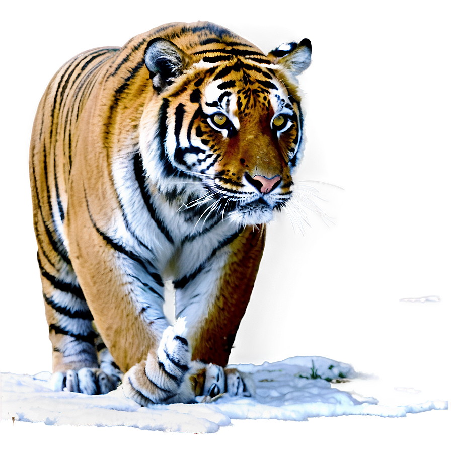 Tiger In Snow Png 26