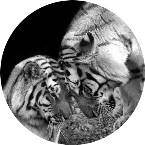 Tiger Love Siberian Tigers Black And White Print Art - Love Tiger PNG with transparent background
