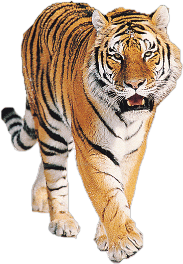 Tiger Png Imagen - Tiger Png PNG with transparent background