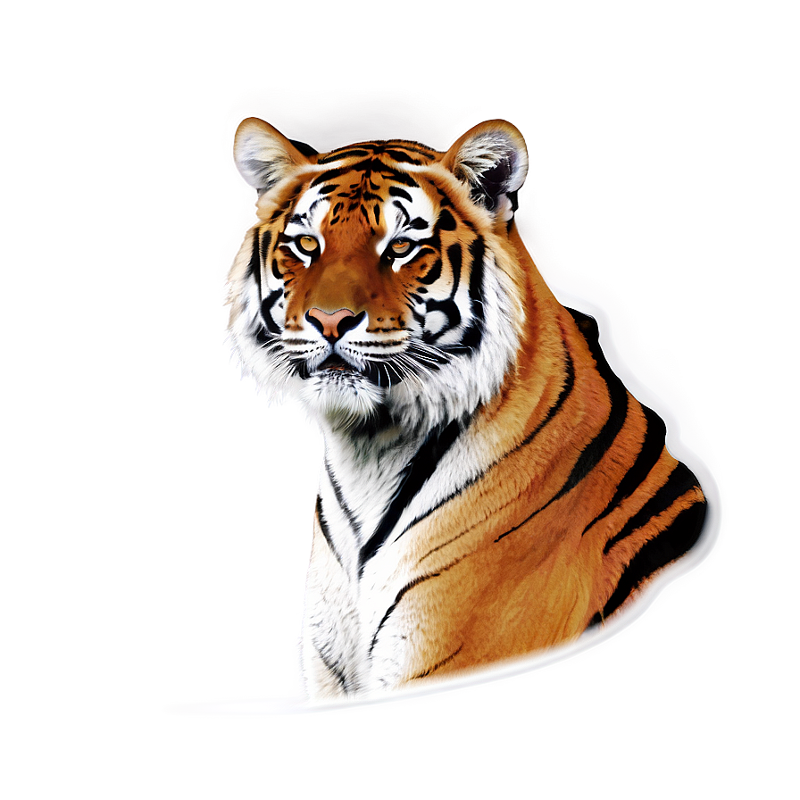 Tiger Portrait Png 33