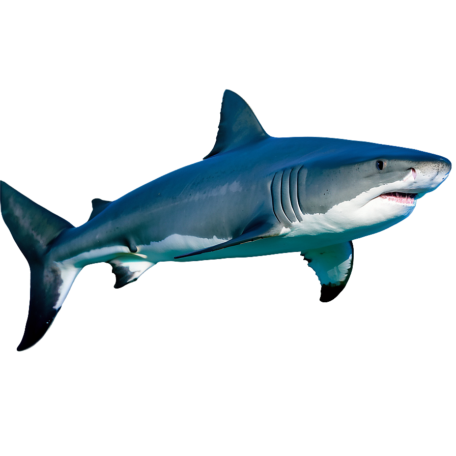 Tiger Shark Side View Png Gyc