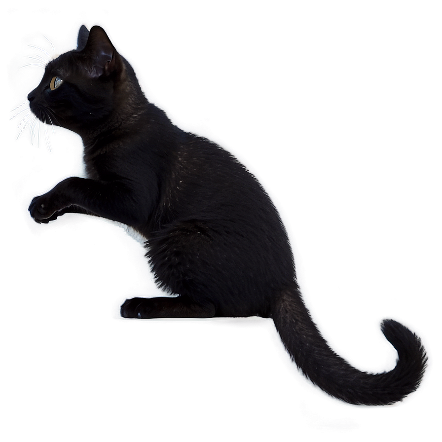 Tiny Cat Meme Png 05212024