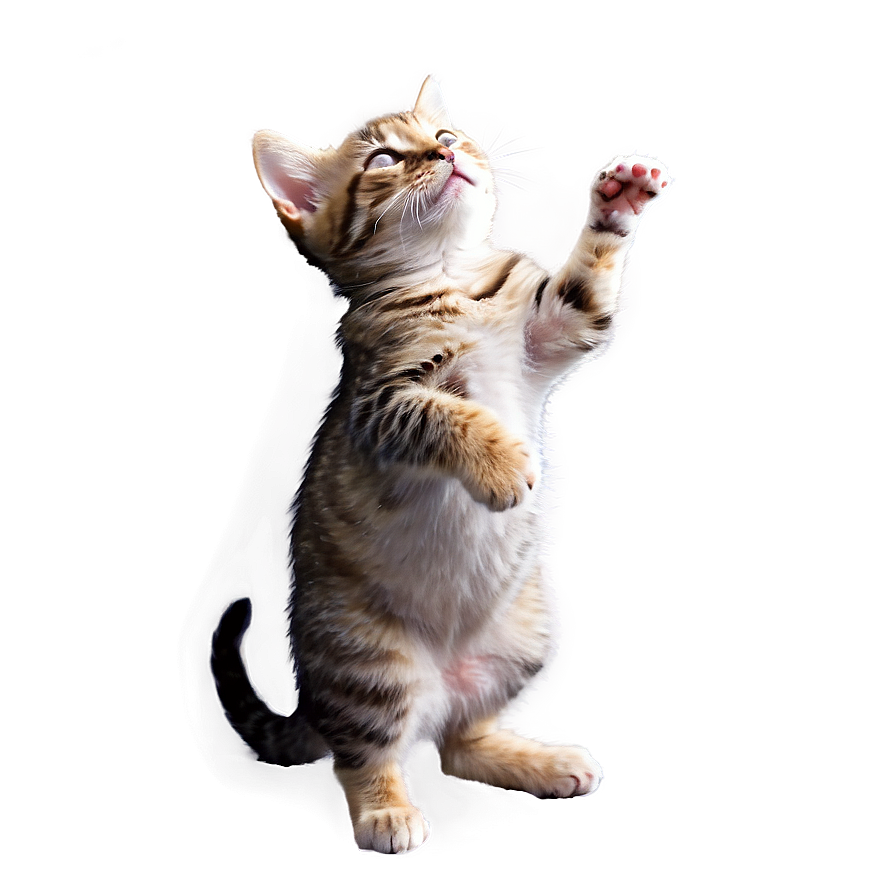 Tiny Cat Meme Png Cpb46