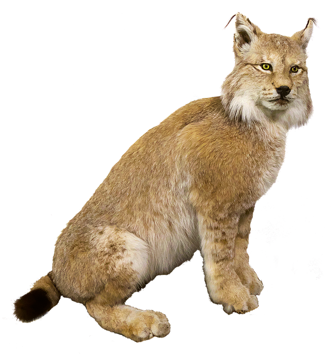 To Medium-sized Cat,terrestrial Animal,animal Figure,cat,big - Hiúz Png, Transparent Png PNG with transparent background