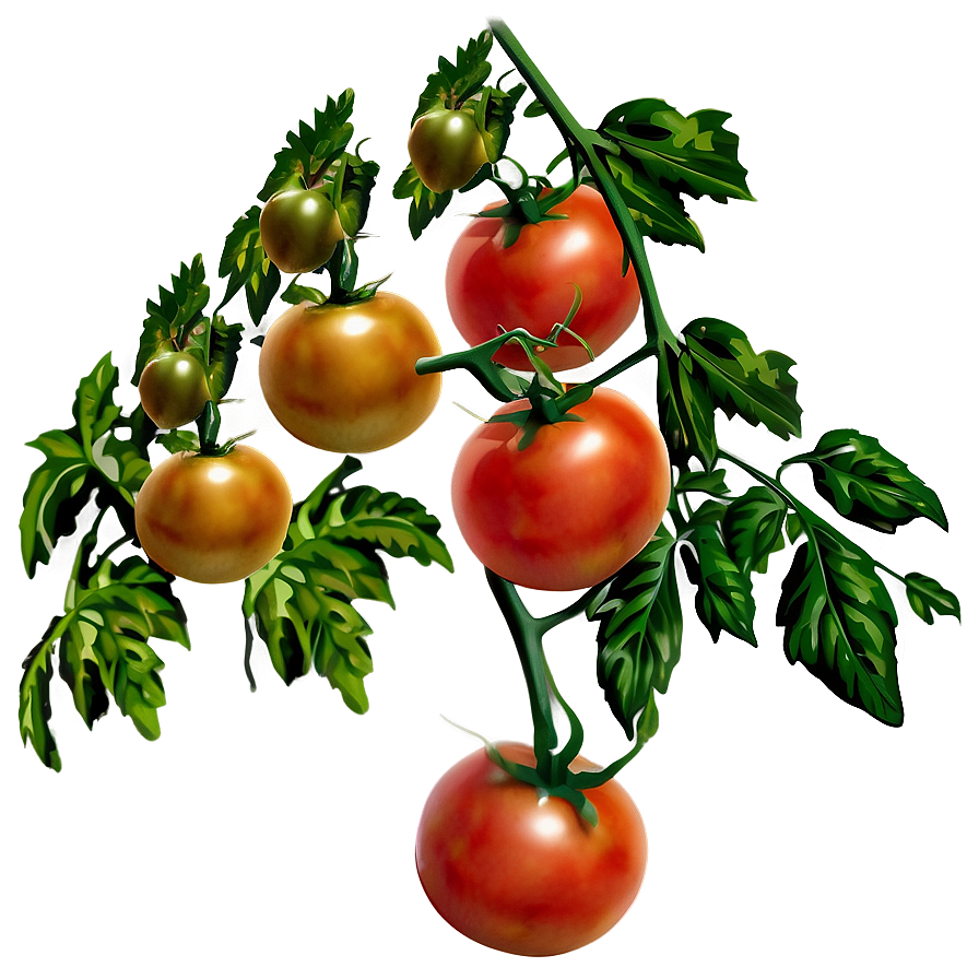 Tomato Branch Png 06212024