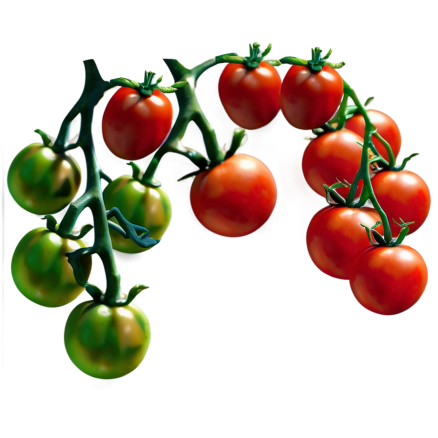 Tomato Branch Png Fqa98