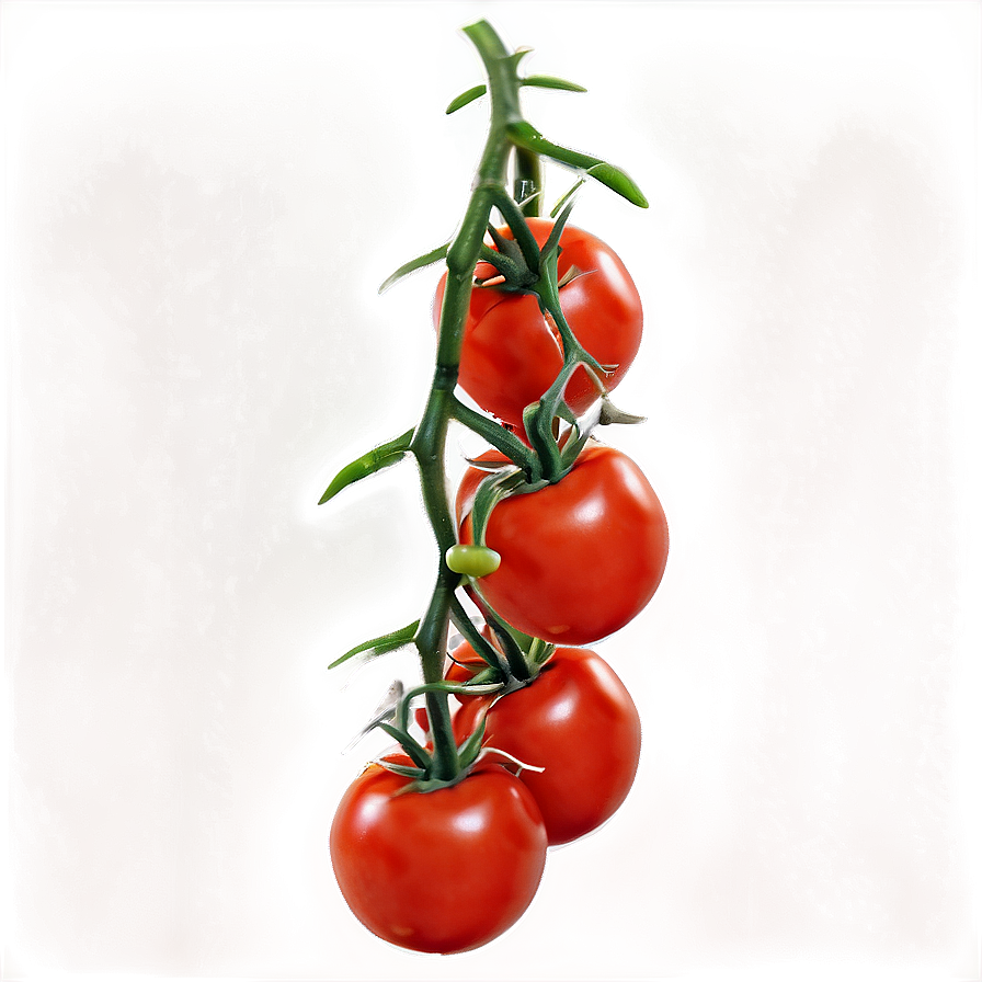 Tomato Plant Harvest Png Lbm