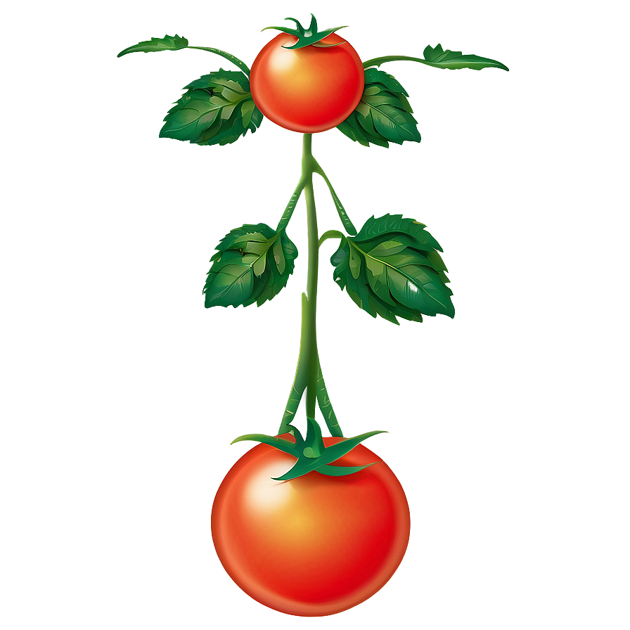 Tomato Plant Png 10