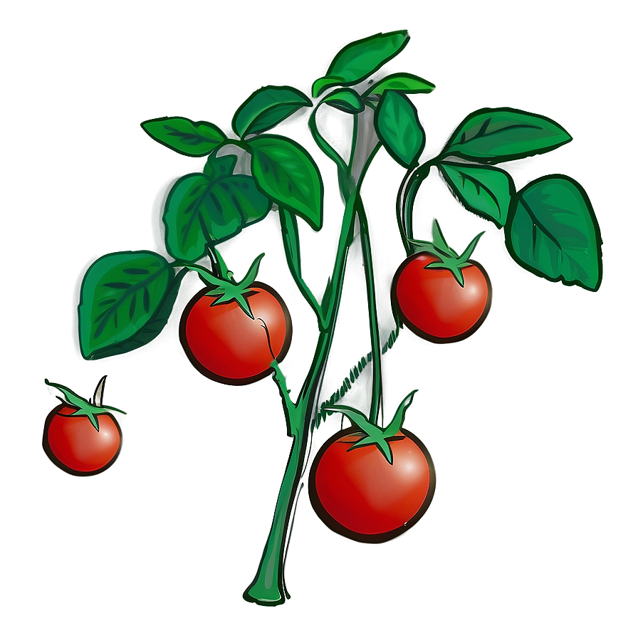 Tomato Plant Seedlings PNG 06212024 PNG image with a transparent background, free high-resolution download