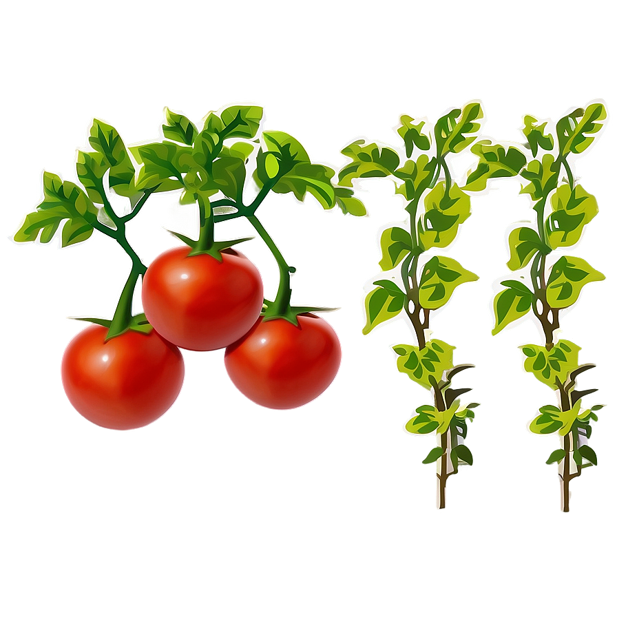 Tomato Plant Soil Png Sea42