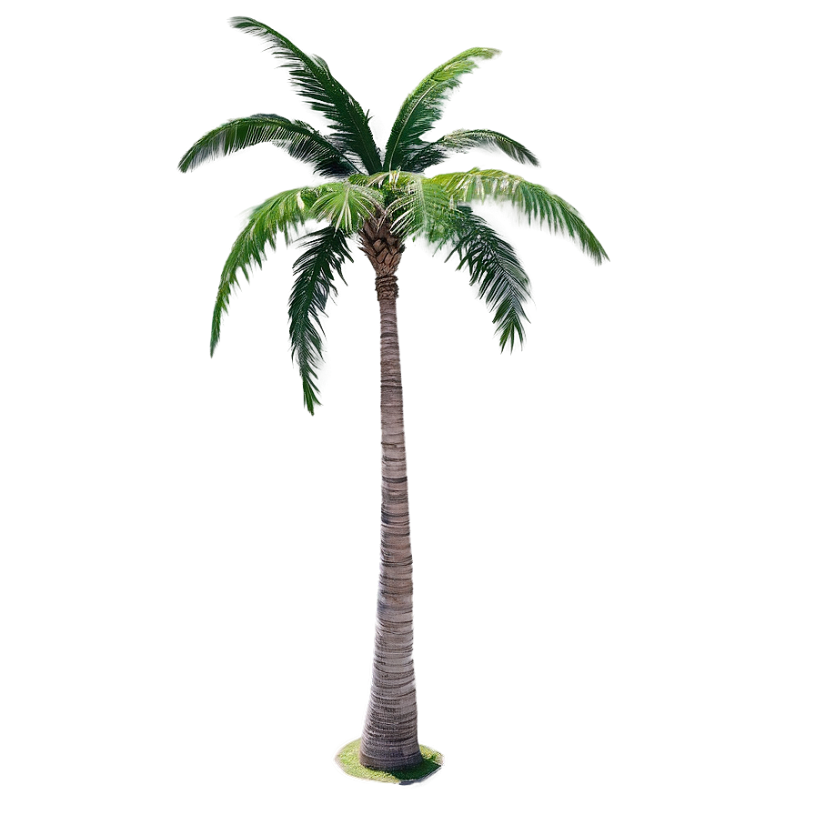 Top View Palm Trees Png Gfd47