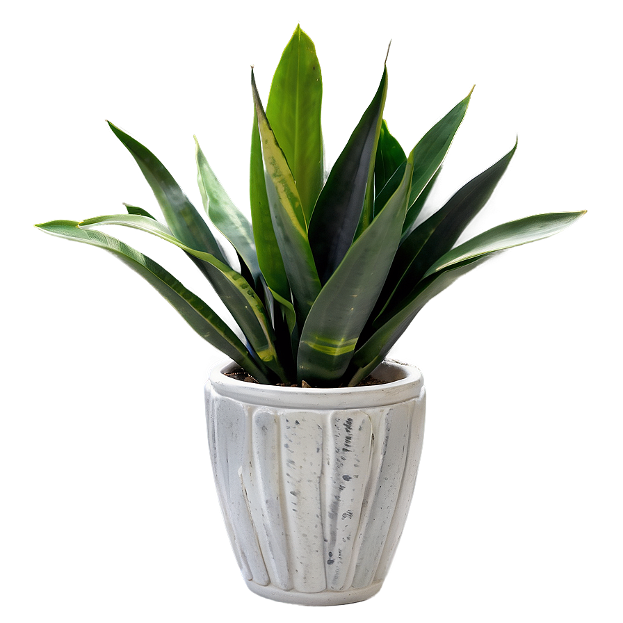 Top View Snake Plant Png 06122024