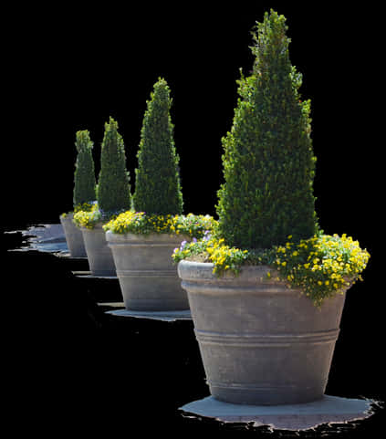 Topiary Conesin Flower Pots